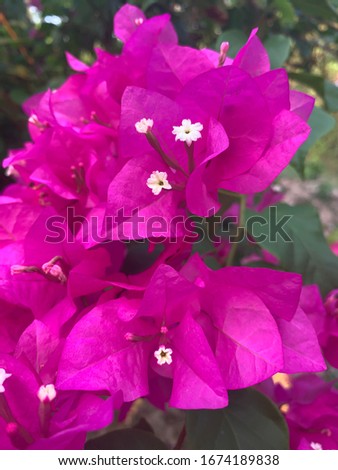 The beautiful color of pink bougainvillea flowers in the garden. With a large petals and white cute stamens on background in bright day in Malaysia