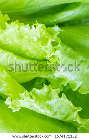 Fresh juicy lettuce salad closeup. Background macro photo of food in shades. The concept of wholesome healthy food, veganism.