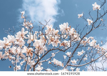 Magnolia white blossom tree flowers, close up, outdoor,spring