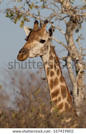 Giraffe(s) feeding in Kruger National Park, South Africa