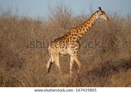 Giraffe(s) feeding in Kruger National Park, South Africa