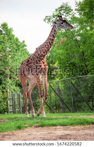 Tall Giraffe walking around in a zoo enclosure