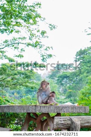
Cute monkey mother and baby monkey with nature background. Copy space. Selective focus.