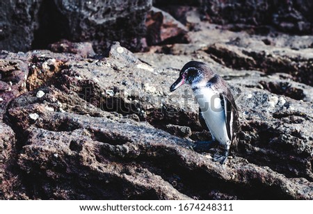 Cute lone Galápagos penguin stands on a rock in the Galapagos Islands, Ecuador, after swimming in the Pacific Ocean