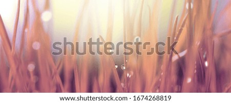Grass with water drops. Soft focus horizontal nature background.