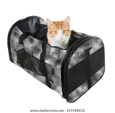 Cat peeking out of the bag-carrying Royalty-Free Stock Photo #167428652