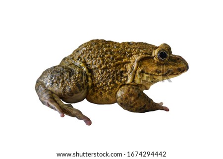 A frog isolated on white background. Rana rugulosa Wiegmann is a species of frog that is commonly cultivated for food.