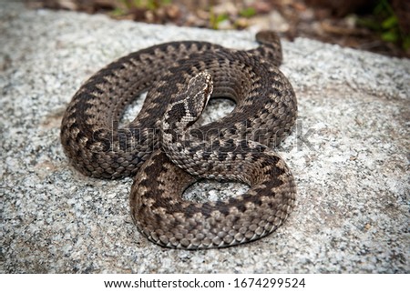 Deadly common viper, vipera berus, hiding on stone in nature. Poisonous animal lying in nature from top view. Full body of a brown adder basking in wilderness. Royalty-Free Stock Photo #1674299524