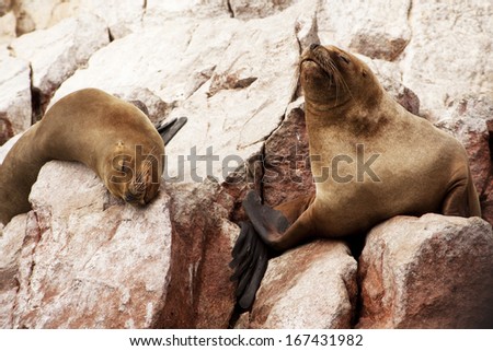 South American Sea lions relaxing on the red rocks of the Ballestas Islands in the Paracas National park. Peru.