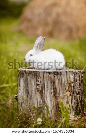 A cute white Easter Bunny is sitting on a stump in a meadow. Spring background, Easter background. Concept of the Easter holiday