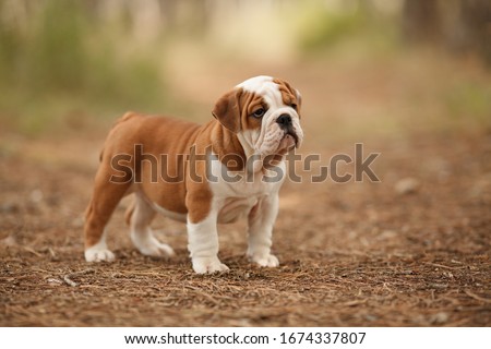 Cute English bulldog puppy of red and white color on a walk in the woods. Place for the inscription. Concept: veterinary medicine, breed, dog care. Royalty-Free Stock Photo #1674337807