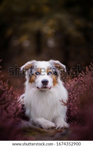 Blue merle border collie and heather