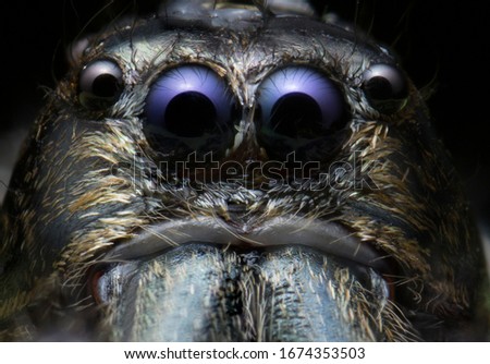 Super macro image of Jumping spider (Salticidae, Hyllus diardi male) from asia Thailand, at high magnification, Good sharpen and detailed, eye and face very clear.This wildlife from nature.