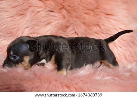 Side view of an eager American Bully puppy investigating while stepping on furry background