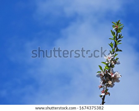 Zoom photo of beautiful almond tree in blossom and deep blue sky as background