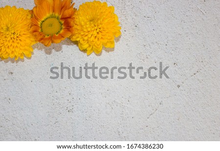 Chrysanthemums are small yellow on a white background at the top