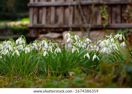 Close up of a group of Snowdrops, Galanthus nivalis Royalty-Free Stock Photo #1674386359