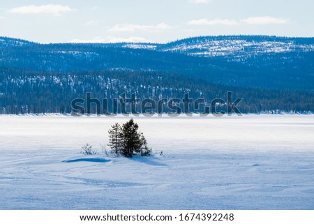 Panoramic view of the frozen lake. Fir trees close-up. Snow-covered mountains and coniferous forest in the background. Clear blue sky. Kola Peninsula, Murmansk region, Polar Circle, Karelia, Russia