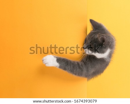 Cute little gray cat, on yellow background, looks and plays. Buisiness banner, concept, copy space.