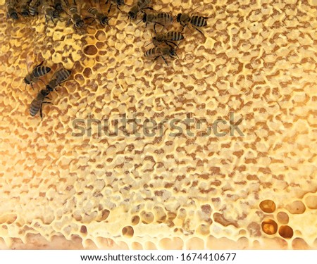 Abstract hexagon structure is honeycomb from bee hive filled with golden honey. Honeycomb summer composition consisting of gooey honey from bee village. Honey rural of bees honeycombs to countryside.
