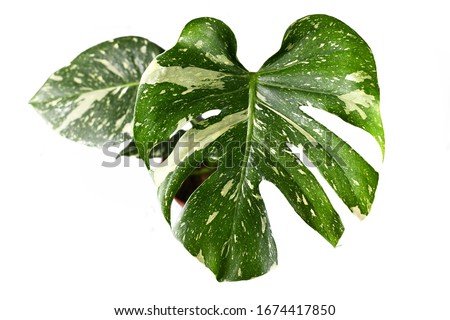 Exotic white sprinkled leaf of rare variegated tropical 'Monstera Deliciosa Thai Constellation' house plant. Top view on white background Royalty-Free Stock Photo #1674417850