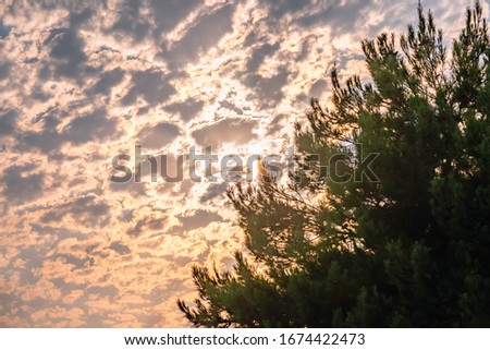 Beautiful orange-pink sunset in the cloudy sky and green pine branches. Pine tree silhouette with pink and orange background.
