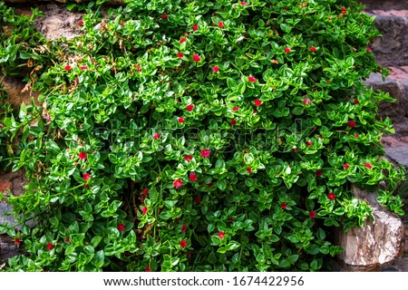 Green vine leaves liana with red flowers on a brick wall pattern