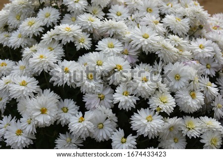 white wild flower and grass