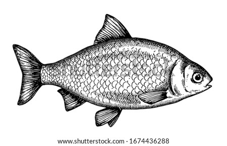 Roach. Hand drawn fish isolated on white. Vector illustration.