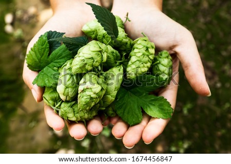 Hands of a girl holding a handful of hop cones. Leon, Spain Royalty-Free Stock Photo #1674456847