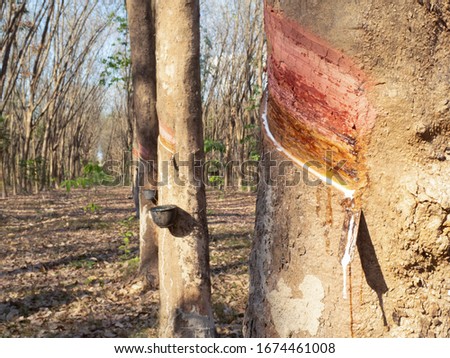 close up old rubber tapping trees that are planted in rows on agricultural farms