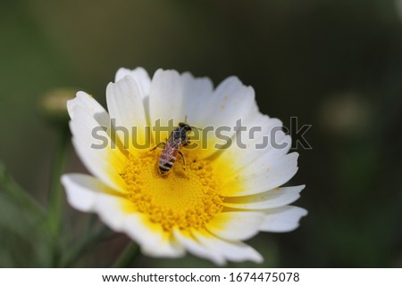 A Honey Bee Is Collecting Nectar From Flower Macro Image