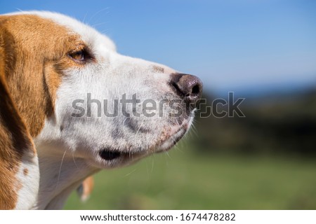 close-up of brown and white dog with long ears, harrier type