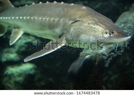 Sturgeon fish (kaluga, beluga)  swim at the bottom of the aquarium. Fish underwater.
