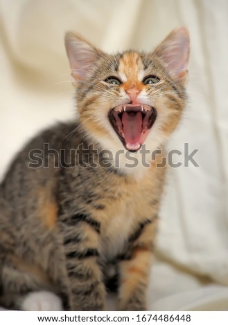 funny kitten yawns closeup photo