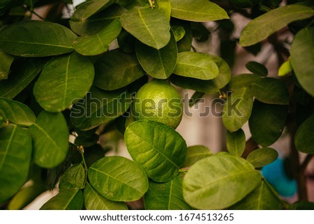 Green leaves of a lemon tree. The fruit of a green, unripe lemon. Lime on a tree