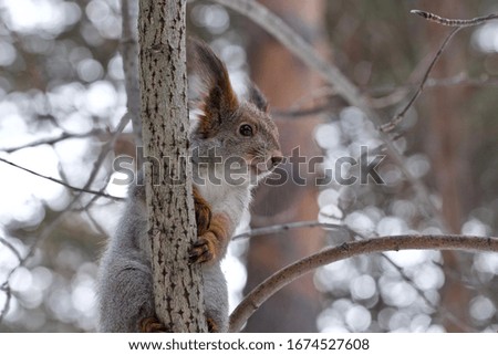 A portrait of a cool squirrel sitting on a tree. The Eurasian red squirrel (Sciurus vulgaris) in winter. Season: Winter 2020