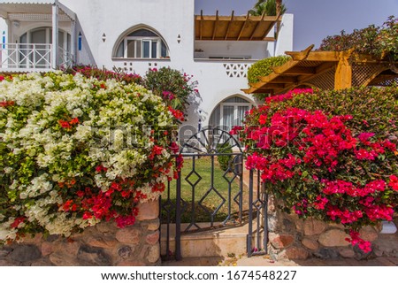 Pictures view of traditional cycladic Santorini houses on small street with flowers in foreground. Location: Oia village, Santorini, Greece. Travel summer holiday background concept.