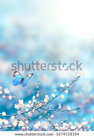 Cherry blossoms over blurred nature background. Spring flowers. Spring background with bokeh. Butterfly.