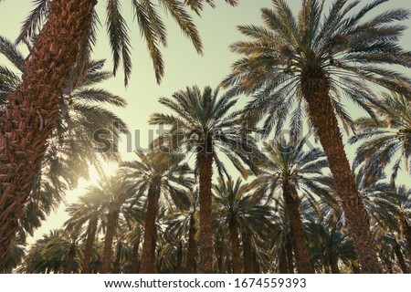 Date palm trees plantation against clear sunset sky. Beautiful nature background for posters, cards, blogs and web design Royalty-Free Stock Photo #1674559393