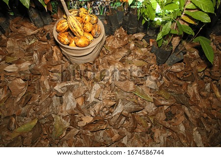 ground of cacao leaves seen from above