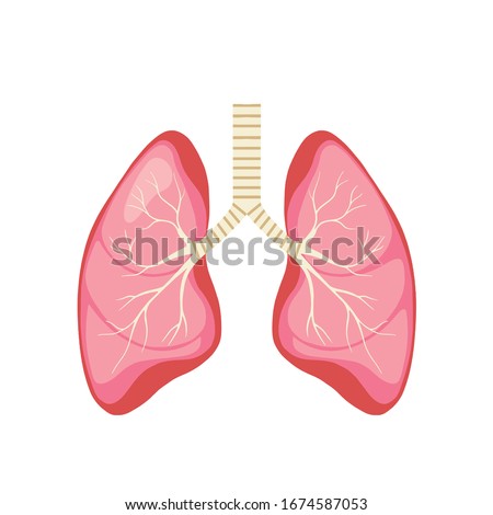 Drawing of the human lungs. Anatomy vector illustration on white background. Lungs, trachea, bronchi and bronchioles. Contains transparencies. Royalty-Free Stock Photo #1674587053