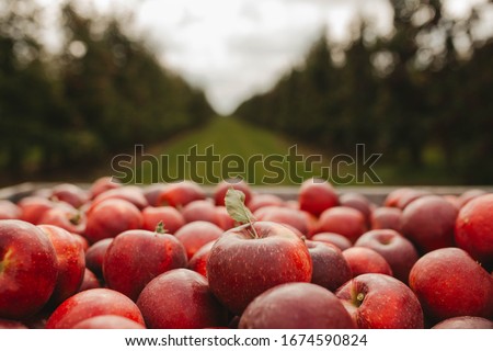 wooden crate full of fresh apples. harvest of fresh organic apples during autumn fall september in poland in apple orchard. Royalty-Free Stock Photo #1674590824