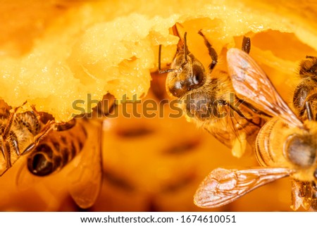 Macro photograph of bee eating mango
