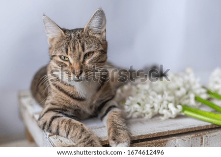 portrait of a tabby cat lying on a wooden background with a white hyacinth flower in spring
