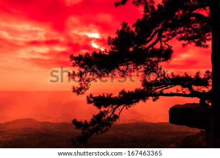 Beautiful winter sunset at cliff in the nature, with silhouettes of tree at  (Lom sak  cliff) Phukradung National Park,Asia Thailand