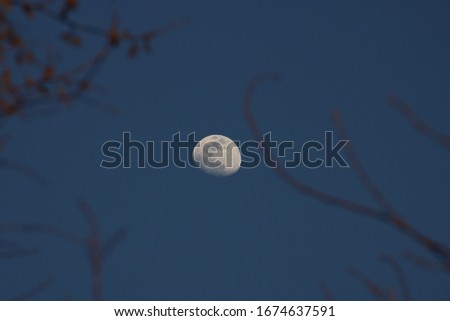 This is a good picture of the moon through some trees