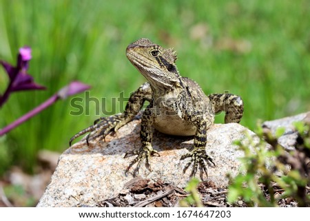 A bearded dragon up close and personal on a rock at the park, warming in the sun.