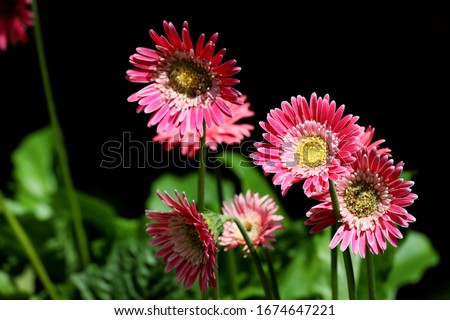 Flowers: Pink flowers with yellow in the middle and rich vivid petals outdoors in the garden.