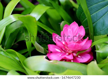 Flowers: Bright pink bloom sits peacefully among the lush green leaves in the botanical gardens.